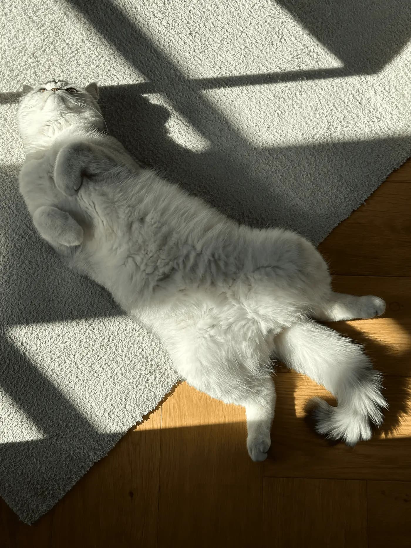 Our cat Harry in the sun